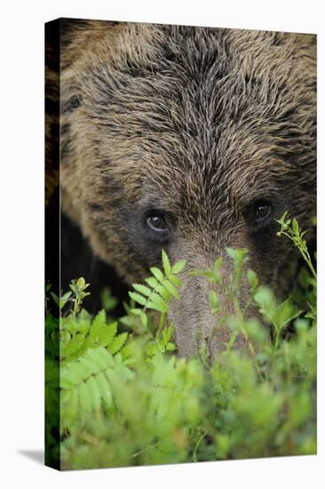 Eurasian Brown Bear (Ursus Arctos) Close-Up of Face, Suomussalmi, Finland, July-Widstrand-Premier Image Canvas