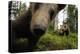Eurasian Brown Bear (Ursus Arctos) Close Up of Nose While Investigates Remote Camera, Finland-Widstrand-Premier Image Canvas