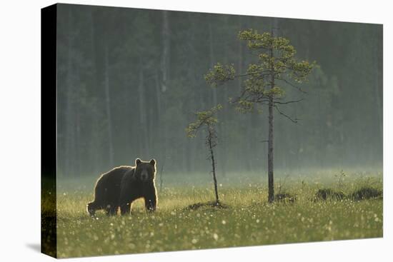 Eurasian Brown Bear (Ursus Arctos) in Early Evening, Kuhmo, Finland, July 2008-Widstrand-Premier Image Canvas