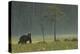 Eurasian Brown Bear (Ursus Arctos) in Early Evening, Kuhmo, Finland, July 2008-Widstrand-Premier Image Canvas