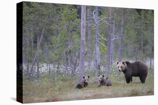 Eurasian Brown Bear (Ursus Arctos) Mother and Cubs in Woodland, Suomussalmi, Finland, July 2008-Widstrand-Premier Image Canvas