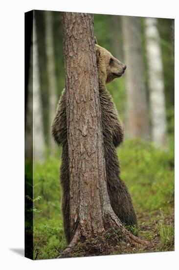 Eurasian Brown Bear (Ursus Arctos) Rubbing Back Against Tree, Suomussalmi, Finland, July 2008-Widstrand-Premier Image Canvas