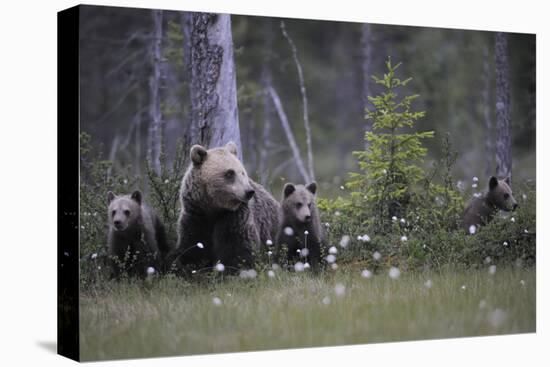 Eurasian Brown Bear (Ursus Arctos) with Three Cubs, Suomussalmi, Finland, July 2008-Widstrand-Premier Image Canvas