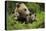 Eurasian Brown Bear (Ursus Arctos) with Two Cubs, Suomussalmi, Finland, July 2008-Widstrand-Premier Image Canvas