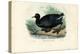 Eurasian Coot, 1863-79-Raimundo Petraroja-Premier Image Canvas