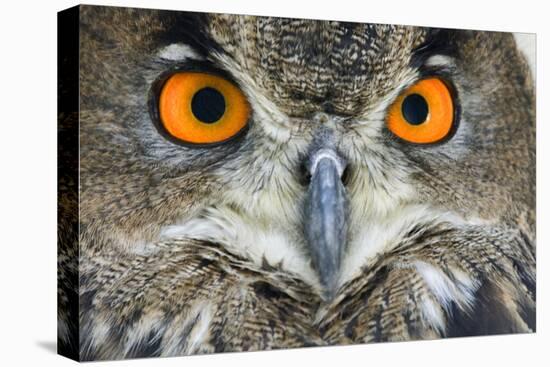 Eurasian Eagle Owl Adult-null-Premier Image Canvas