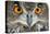 Eurasian Eagle Owl Adult-null-Premier Image Canvas
