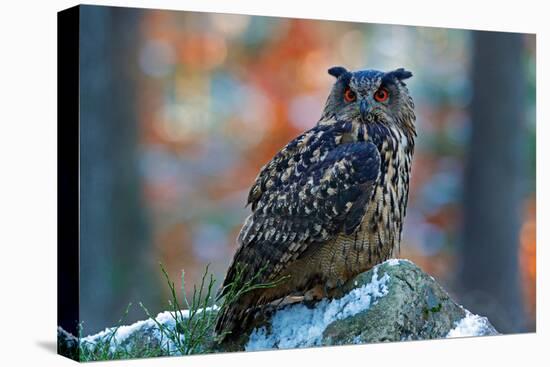 Eurasian Eagle Owl, Bubo Bubo, Sitting on the Snowy Stone, Close-Up, Wildlife Photo in Forest, Oran-Ondrej Prosicky-Premier Image Canvas