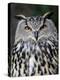 Eurasian Eagle-Owl Captive, France-Eric Baccega-Premier Image Canvas