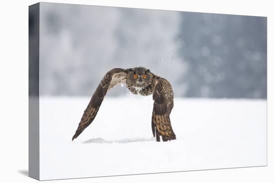 Eurasian Eagle-Owl-Milan Zygmunt-Stretched Canvas