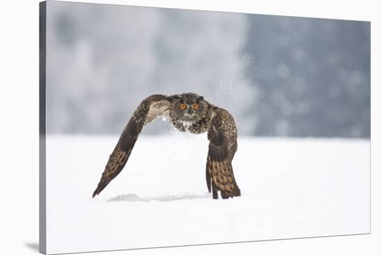 Eurasian Eagle-Owl-Milan Zygmunt-Stretched Canvas