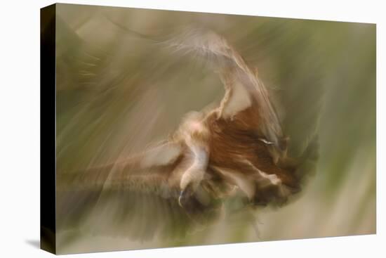 Eurasian Griffon Vulture-Staffan Widstrand-Premier Image Canvas