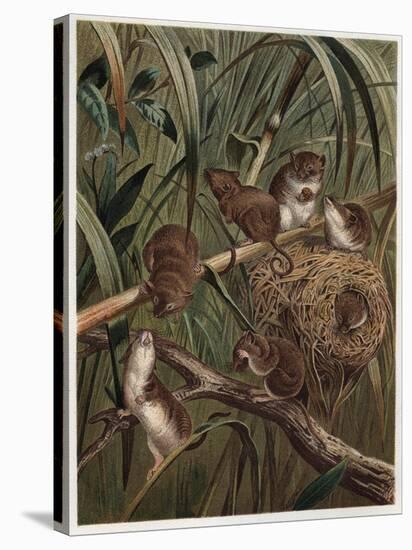 Eurasian Harvest Mouse by Alfred Edmund Brehm-Stefano Bianchetti-Premier Image Canvas