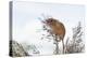 Eurasian Harvest Mouse (Micromys Minutus), Devon, England, United Kingdom-Janette Hill-Premier Image Canvas