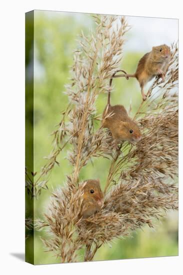 Eurasian Harvest Mouse (Micromys Minutus), Devon, England, United Kingdom-Janette Hill-Premier Image Canvas