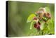 Eurasian Harvest Mouse (Micromys Minutus), Devon, England, United Kingdom-Janette Hill-Premier Image Canvas