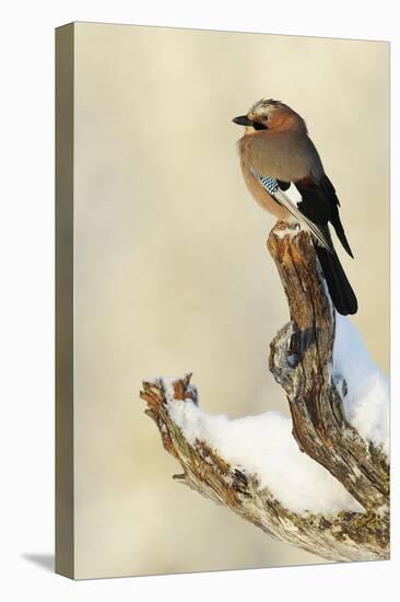 Eurasian Jay (Garrulus Glandarius) Perched on Branch in Snow, Flatanger, Norway, November 2008-Widstrand-Premier Image Canvas