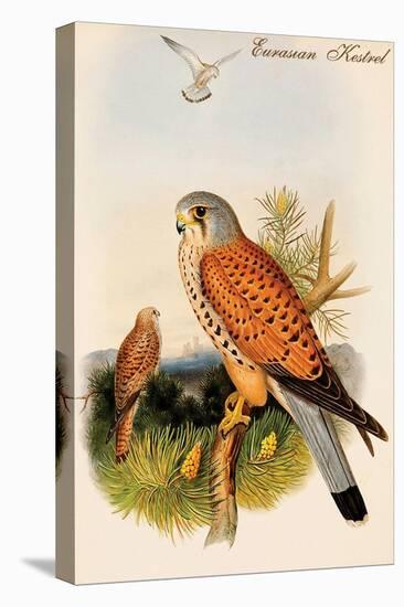 Eurasian Kestrel-John Gould-Stretched Canvas