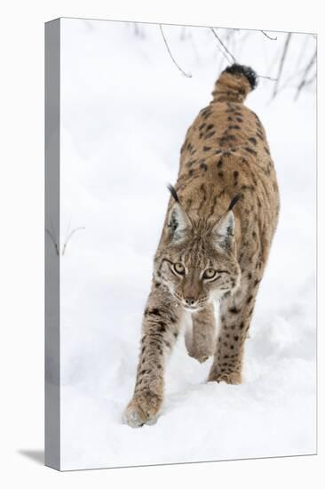 Eurasian Lynx During Winter in National Park Bavarian Forest. Bavaria, Germany-Martin Zwick-Premier Image Canvas