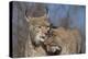 Eurasian lynx grooming its kitten, aged eight months-Edwin Giesbers-Premier Image Canvas