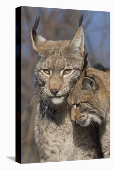 Eurasian lynx kitten, aged eight months, nuzzling its mother-Edwin Giesbers-Premier Image Canvas