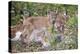 Eurasian lynx kitten, aged eight weeks, cuddling its mother-Edwin Giesbers-Premier Image Canvas