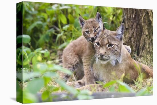 Eurasian lynx kitten, aged six weeks, showing affection-Edwin Giesbers-Premier Image Canvas