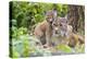 Eurasian lynx kitten, aged six weeks, showing affection-Edwin Giesbers-Premier Image Canvas