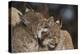 Eurasian lynx kittens, aged eight months, showing affection-Edwin Giesbers-Premier Image Canvas