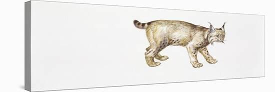 Eurasian Lynx (Lynx Lynx)-null-Premier Image Canvas