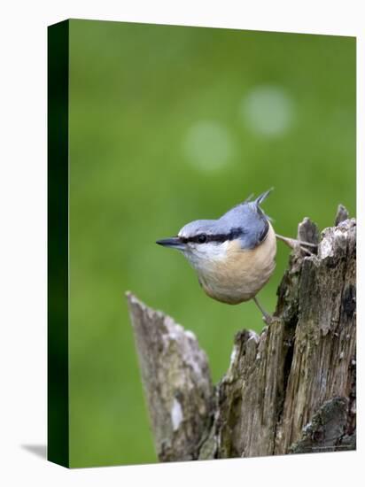 Eurasian Nuthatch (Sitta Europaea), Bielefeld, Germany-Thorsten Milse-Premier Image Canvas