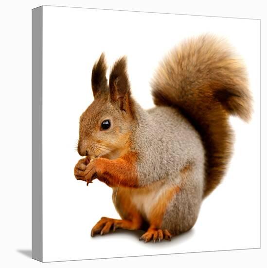 Eurasian Red Squirrel in Front of A White Background-nelik-Premier Image Canvas