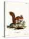 Eurasian Red Squirrel-null-Premier Image Canvas