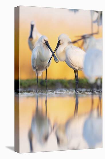 Eurasian Spoonbill - Duo-Staffan Widstrand-Stretched Canvas