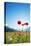 Europe, France, Haute Savoie, Rhone Alps, Poppy Field-Christian Kober-Premier Image Canvas