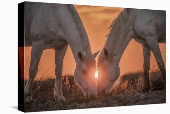 Europe, France, Provence, Camargue. Two Camargue horses grazing at sunrise.-Jaynes Gallery-Premier Image Canvas