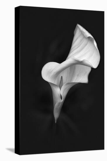 Europe, Ireland, Dublin. Calla Lily Black and White-Jaynes Gallery-Premier Image Canvas