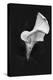 Europe, Ireland, Dublin. Calla Lily Black and White-Jaynes Gallery-Premier Image Canvas