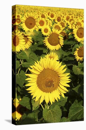 Europe, Italy, Tuscan Sunflowers-John Ford-Premier Image Canvas