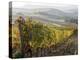 Europe, Italy, Tuscany. Autumn Vineyards in Bright Colors-Julie Eggers-Premier Image Canvas