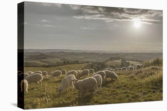 Europe, Italy, Tuscany, Near Siena, Le Crete, Flock of Sheep, Back Light Photography-Gerhard Wild-Premier Image Canvas