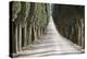 Europe, Italy, Tuscany, Tree Lined Road-John Ford-Premier Image Canvas
