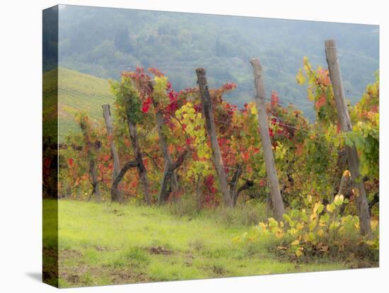 Europe, Italy, Tuscany. Vineyard in the Chianti Region of Tuscany-Julie Eggers-Premier Image Canvas