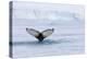 Europe, Norway, Svalbard. Humpback Whale's Tail Flukes in Dive-Jaynes Gallery-Premier Image Canvas