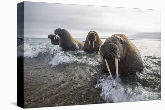 Europe, Norway, Svalbard. Walruses Emerge from the Sea-Jaynes Gallery-Premier Image Canvas