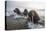 Europe, Norway, Svalbard. Walruses Emerge from the Sea-Jaynes Gallery-Premier Image Canvas