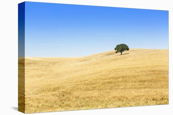 Europe, Portugal, Alentejo, a Solitary Cork Oak Tree in a Wheat Field in the Central Alentejo-Alex Robinson-Premier Image Canvas