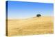 Europe, Portugal, Alentejo, a Solitary Cork Oak Tree in a Wheat Field in the Central Alentejo-Alex Robinson-Premier Image Canvas