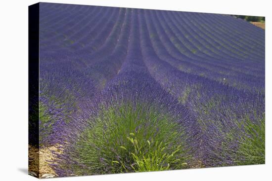 Europe, South of France, Provence, Lavender Field, Period of Bloom-Chris Seba-Premier Image Canvas