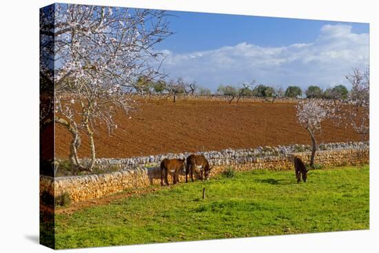 Europe, Spain, Majorca, Meadow, Donkey, Almonds-Chris Seba-Premier Image Canvas